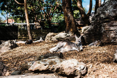 Sydney Taronga Zoo General Entry Ticket And Wild Australia Experience - Broome Tourism 7