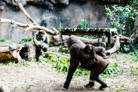 Sydney Taronga Zoo General Entry Ticket And Wild Australia Experience - Broome Tourism 12