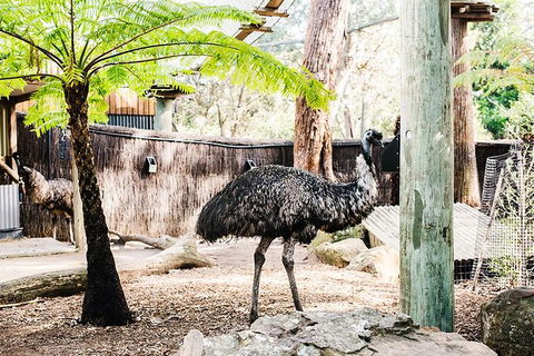 Sydney Taronga Zoo General Entry Ticket And Wild Australia Experience - Broome Tourism 1