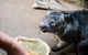Sydney Taronga Zoo General Entry Ticket And Wild Australia Experience - thumb 5