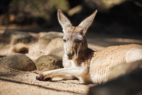 Sydney Taronga Zoo General Entry Ticket And Wild Australia Experience - Broome Tourism 19
