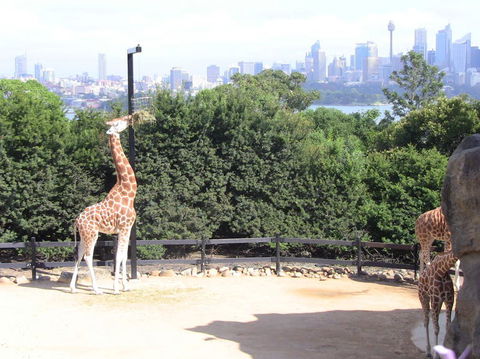 Sydney Harbour Ferry With Taronga Zoo Entry Ticket - Broome Tourism 12