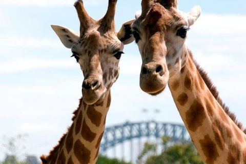 Sydney Harbour Ferry With Taronga Zoo Entry Ticket - Broome Tourism 0