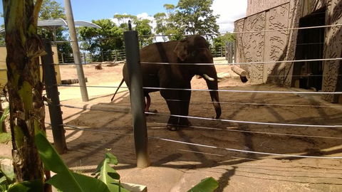 Sydney Harbour Ferry With Taronga Zoo Entry Ticket - Broome Tourism 4