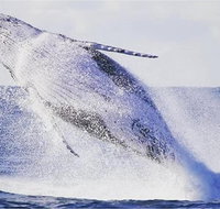 Whale Watching Sailing Experience in Sydney - Broome Tourism