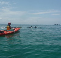 Kayaking with Dolphins in Byron Bay Guided Tour - Broome Tourism
