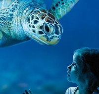 Sydney Shore Excursion SEA LIFE Sydney Aquarium Entrance Ticket - Broome Tourism