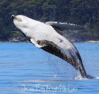 Whale Watching Jervis Bay - Broome Tourism