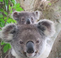 Byron Bay Wildlife Safari - Broome Tourism