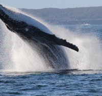 Jervis Bay Whale Watching Tour - Broome Tourism