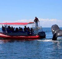 Byron Bay Whale Watching Cruise - Broome Tourism