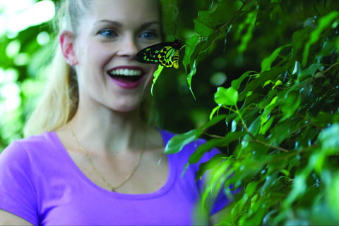 Coffs Harbour Butterfly House - Broome Tourism 0