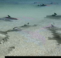 Dolphins of Monkey Mia - Broome Tourism