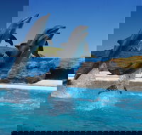 Dolphin Marine Conservation Park - Broome Tourism