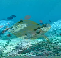 Flinders Reef Dive Site - Broome Tourism