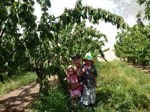 Harben Vale Pick Your Own Cherries - Broome Tourism 0