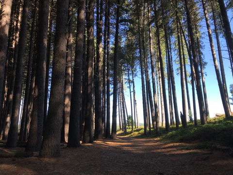 Mountain Bike Trails Tumbarumba - Broome Tourism 0