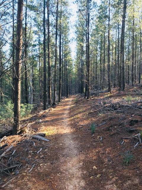 Mountain Bike Trails Tumbarumba - Broome Tourism 1