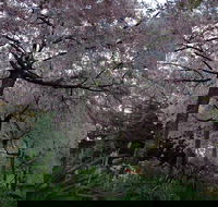 Wildwood Garden - Broome Tourism