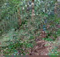 Blackbutt walking track - Broome Tourism