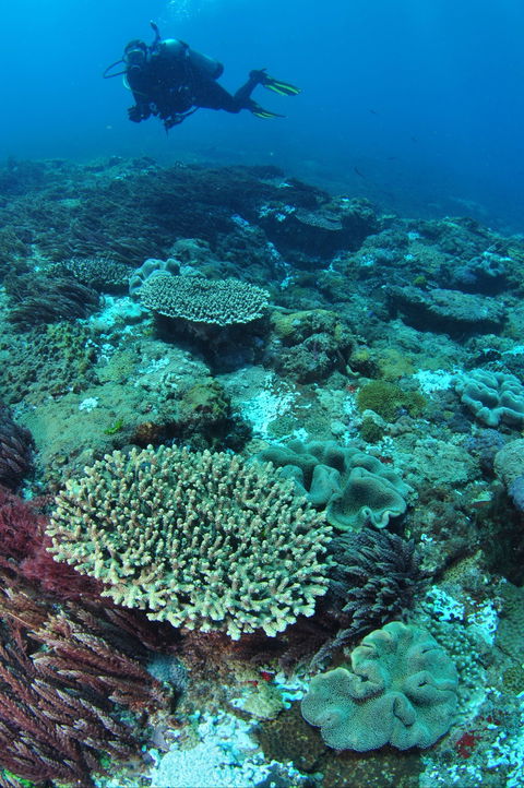 Hanging Rock Dive Site - Broome Tourism 0