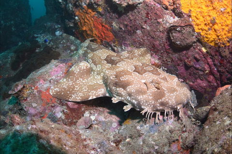 Hanging Rock Dive Site - Broome Tourism 1