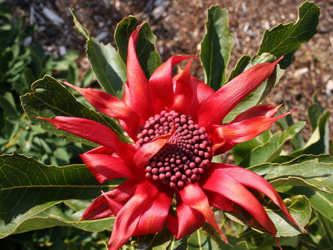 Inverawe Native Gardens - Broome Tourism 0