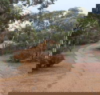 Karlkurla Bushland Park - Broome Tourism