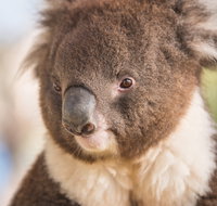 Kyabram Fauna Park - Broome Tourism