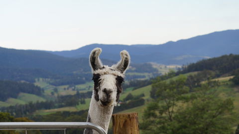 Llama Walks Tasmania - Broome Tourism 0