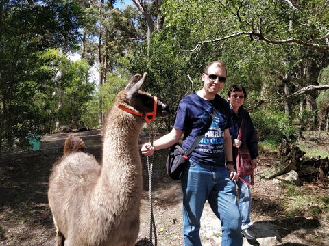 Llama Walks Tasmania - Broome Tourism 1