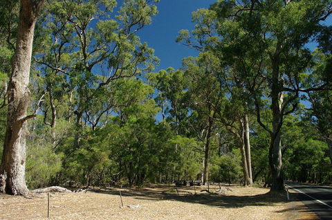 Maidens Tuart Forest - Broome Tourism 0