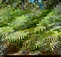 Mungo Rainforest Walk - Broome Tourism