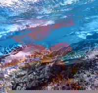 Ningaloo Marine Park - Broome Tourism