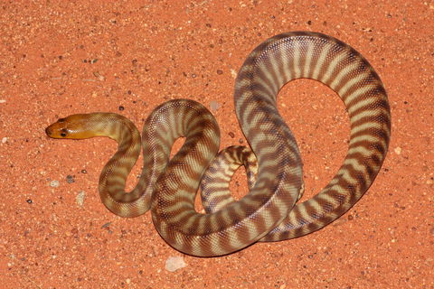 Red Desert Reptiles - Broome Tourism 0