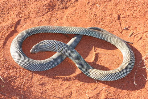 Red Desert Reptiles - Broome Tourism 1
