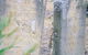 Towrang Stockade - thumb 1