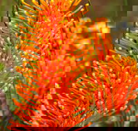 Wongan Hills Wildflowers - Broome Tourism