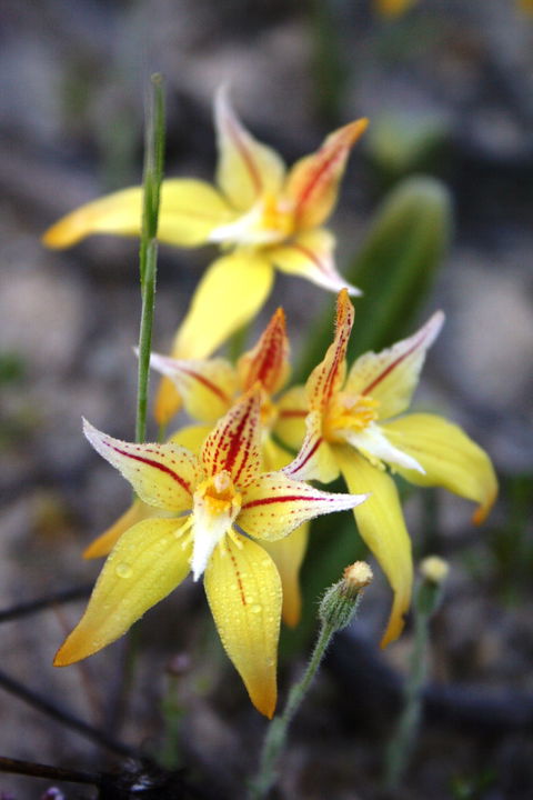 Wongan Hills Wildflowers - Broome Tourism 2