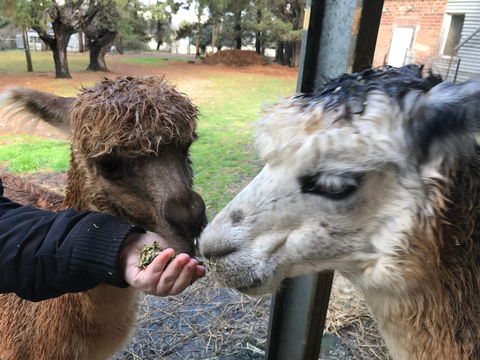 Alpaca Farm Experience At Crookwell - Broome Tourism 0