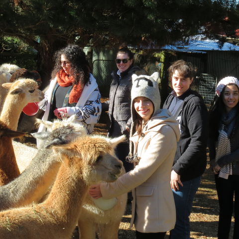 Alpaca Farm Experience At Crookwell - Broome Tourism 2