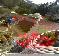 Blue Hills Berries and Cherries - Broome Tourism
