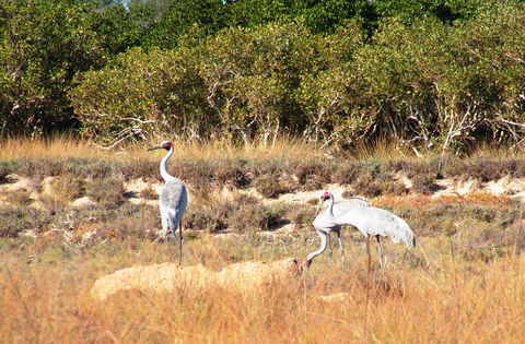 Cape Keraudren Nature Reserve - Broome Tourism 0