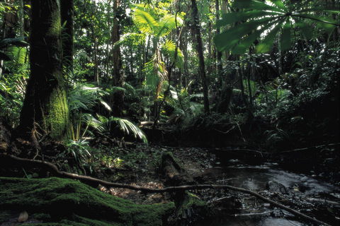 Cape Tribulation, Daintree National Park - Broome Tourism 2
