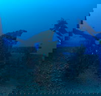Cementco Dive Site - Broome Tourism