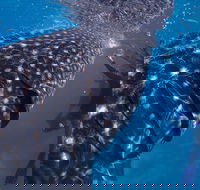 Coastal Water Dive - Broome Tourism