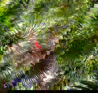 Depot Beach Rainforest Walk - Broome Tourism
