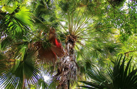 Depot Beach Rainforest Walk - Broome Tourism 0