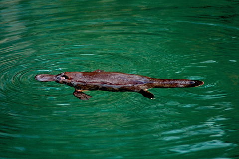 Explore The Mackay Region In One Day - Broome Tourism 1