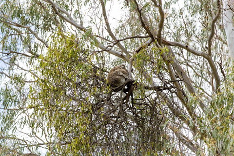 Koala Spotting Narrandera - Broome Tourism 1